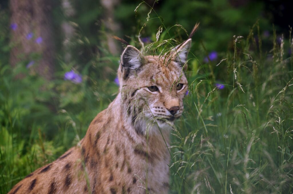 Eurasian lynx sitting in a flower meadow.