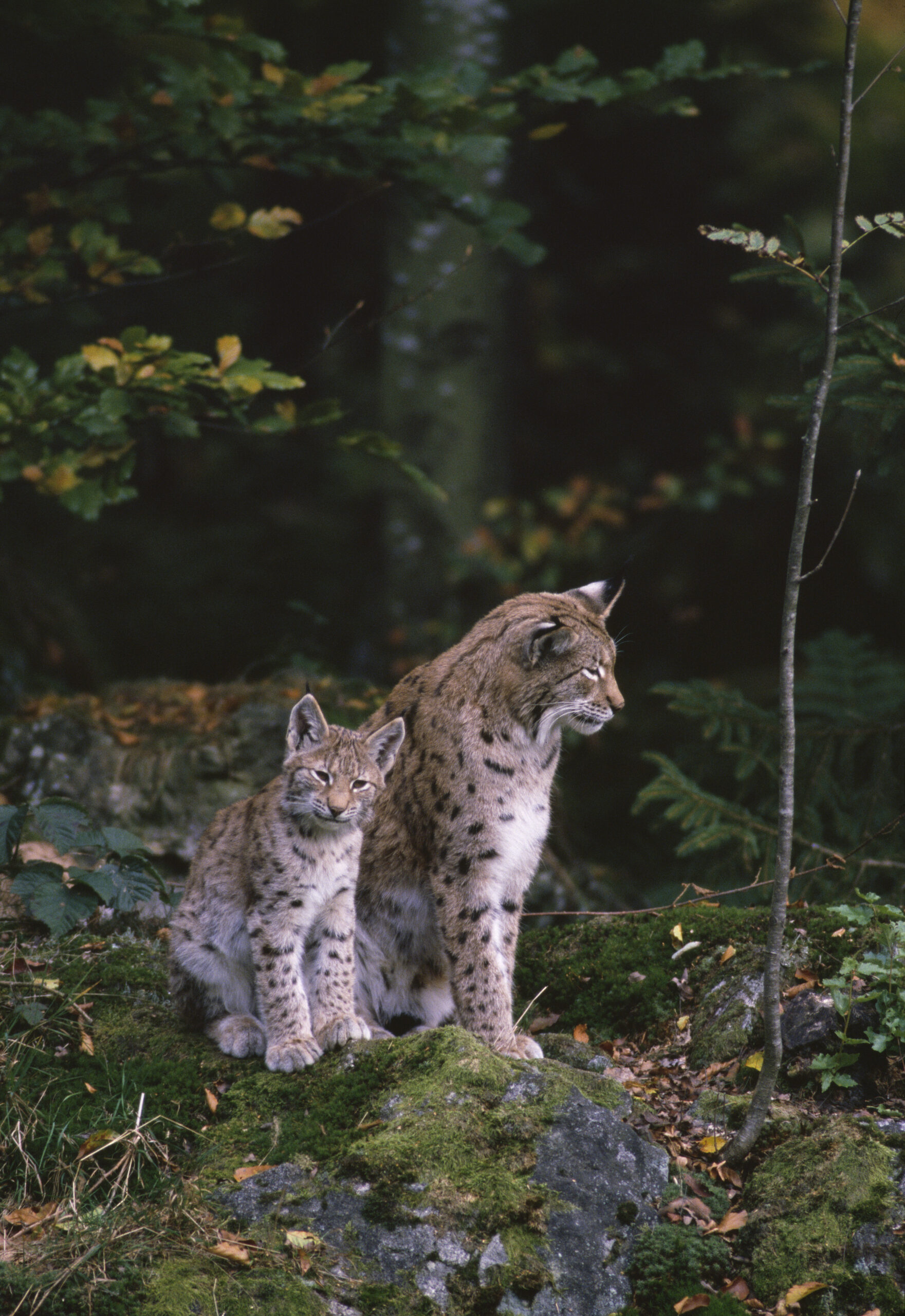 Lynx mother with child sitting in a green forest.